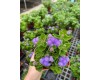 Ageratum 4" Pot
